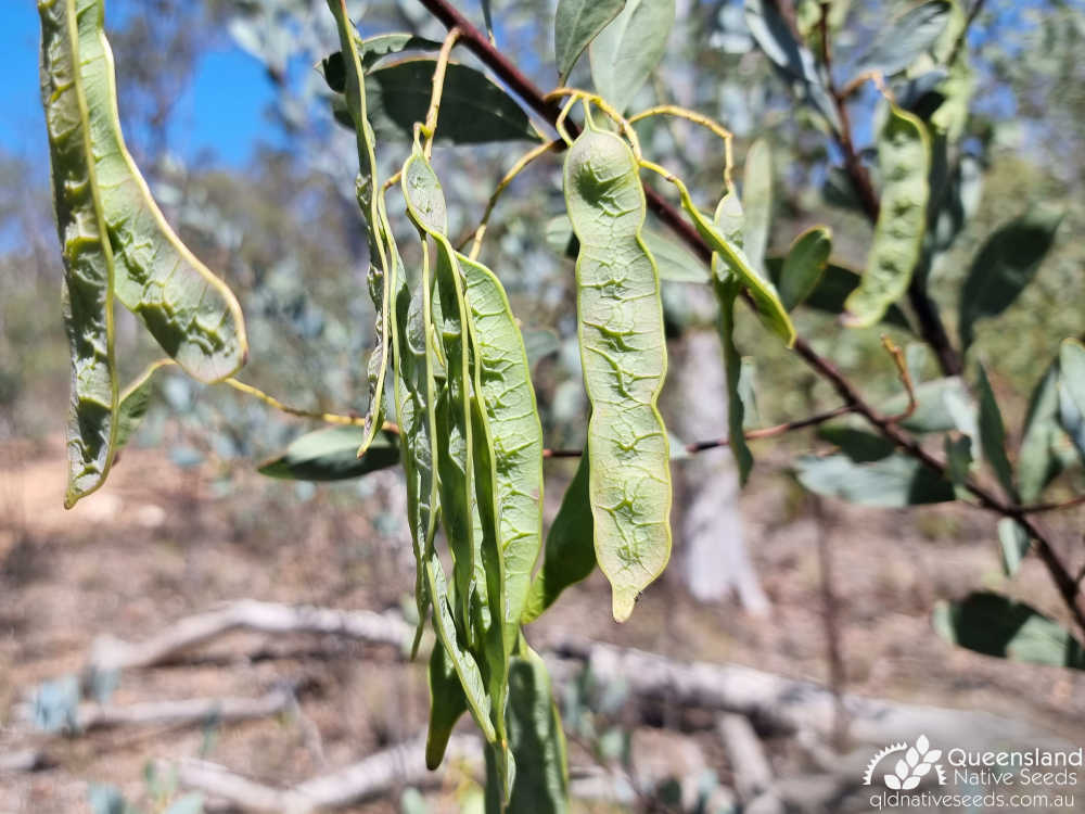 Acacia penninervis var. penninervis | fruit | Queensland Native Seeds