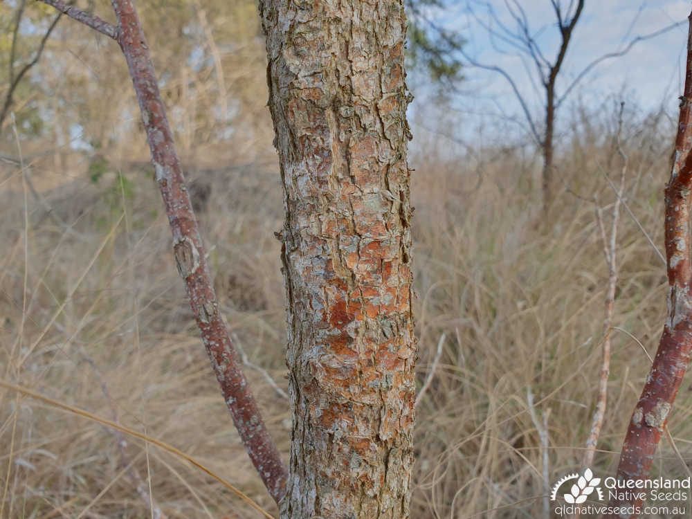 Clerodendrum floribundum | bark | Queensland Native Seeds