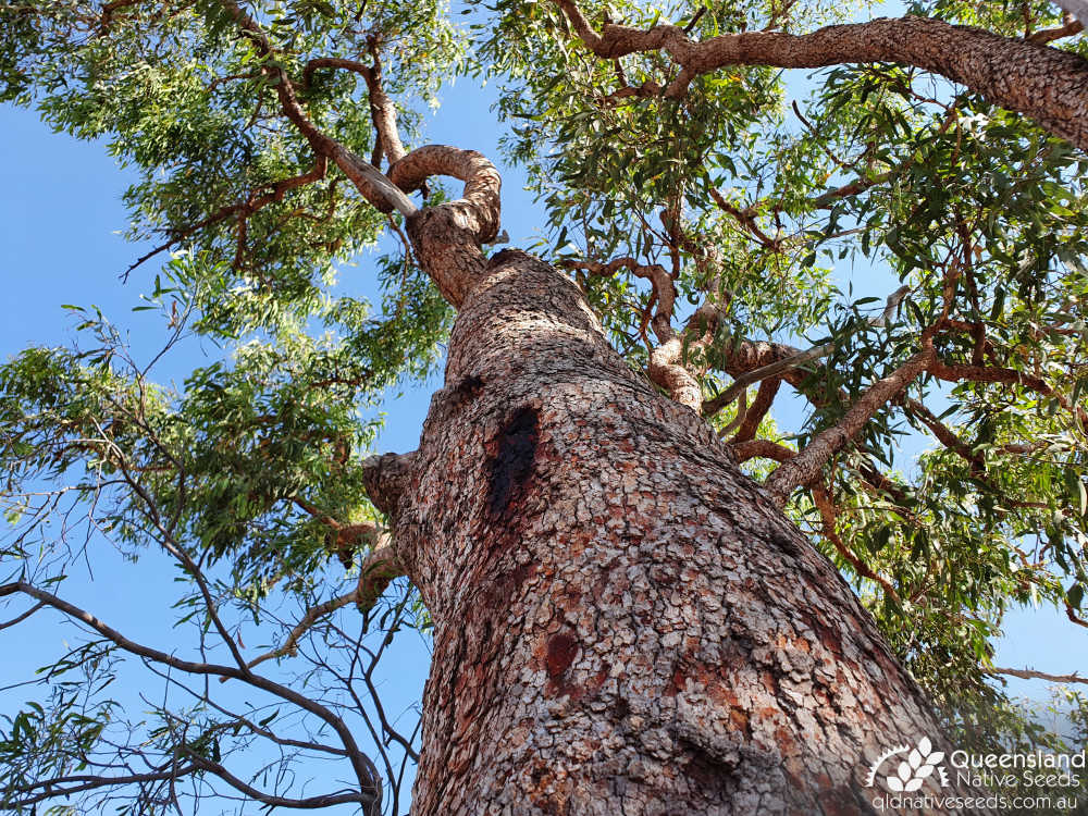 Corymbia erythrophloia | trunk, canopy | Queensland Native Seeds
