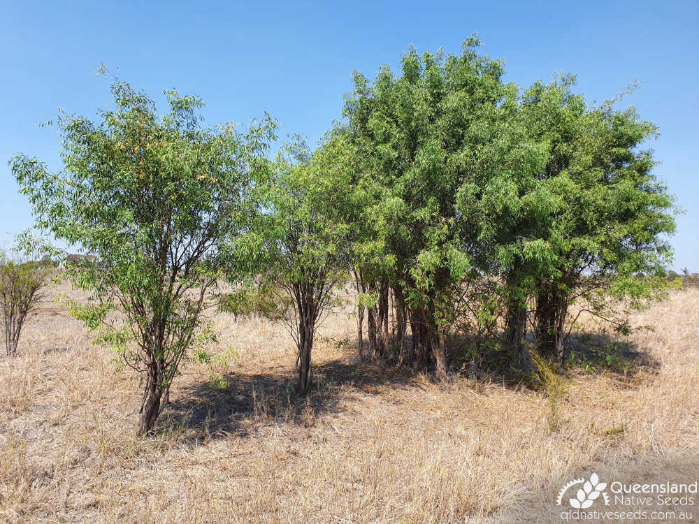 Ventilago viminalis | cluster of young trees | Queensland Native Seeds