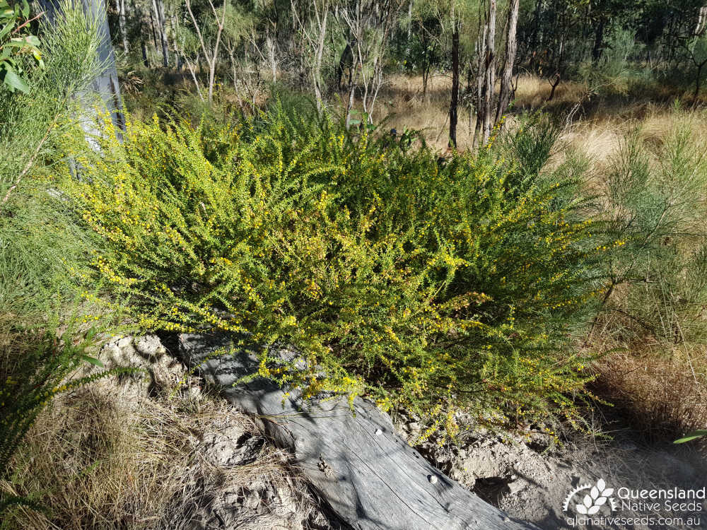 Acacia amblygona | habit, habitat | Queensland Native Seeds