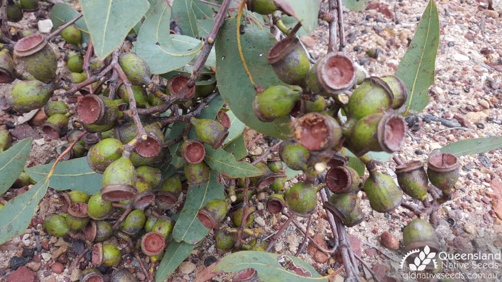 Corymbia watsoniana subsp. watsoniana | fruit | Queensland Native Seeds