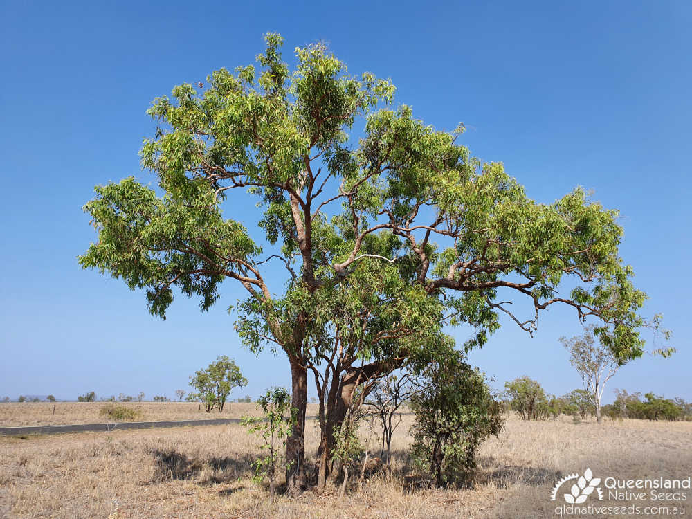 Corymbia erythrophloia | habit | Queensland Native Seeds