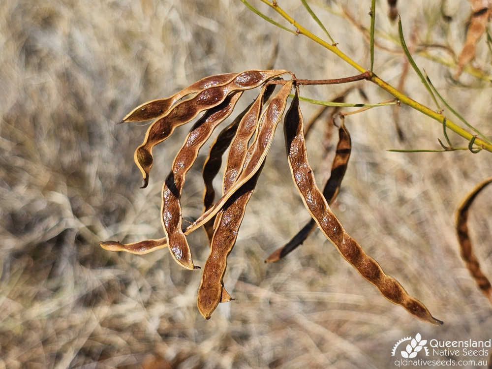 Acacia chisholmii | pod | Queensland Native Seeds