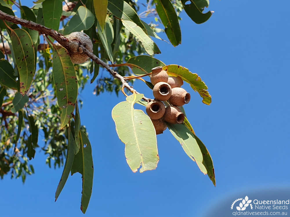 Corymbia erythrophloia | old fruit, dehisced | Queensland Native Seeds