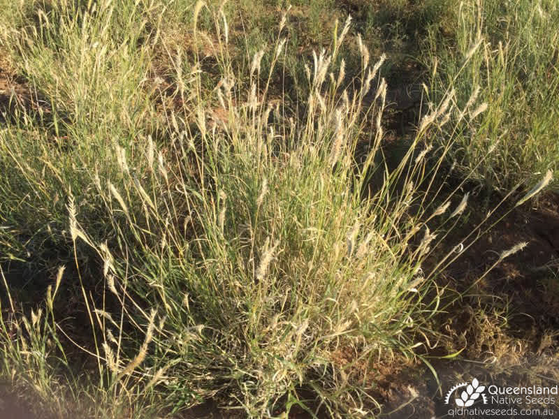 Astrebla pectinata | habit | Queensland Native Seeds