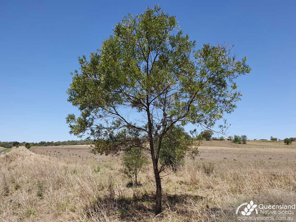 Acacia pustula | habit | Queensland Native Seeds