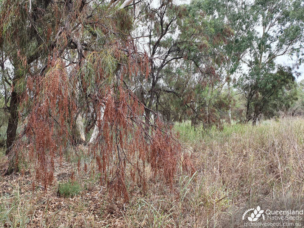 Acacia stenophylla | fruit, habit | Queensland Native Seeds