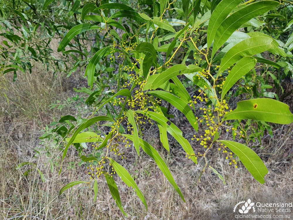 Acacia macradenia | inflorescence | Queensland Native Seeds