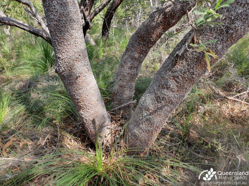 Banksia aemula | bark | Queensland Native Seeds