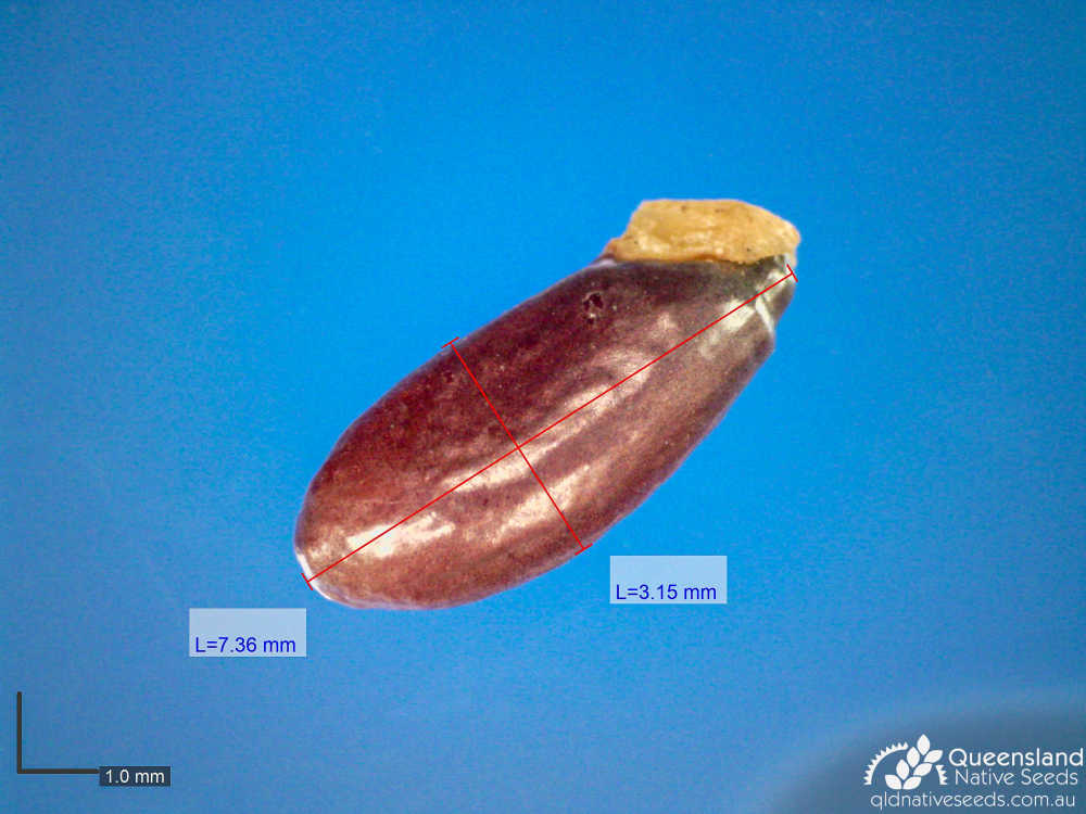 Petalostigma triloculare | microscope | Queensland Native Seeds