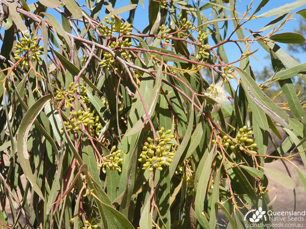 Eucalyptus thozetiana | bud, leaves, inflorescence | Queensland Native Seeds