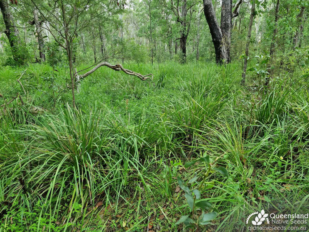 Lomandra longifolia | habit, habitat | Queensland Native Seeds