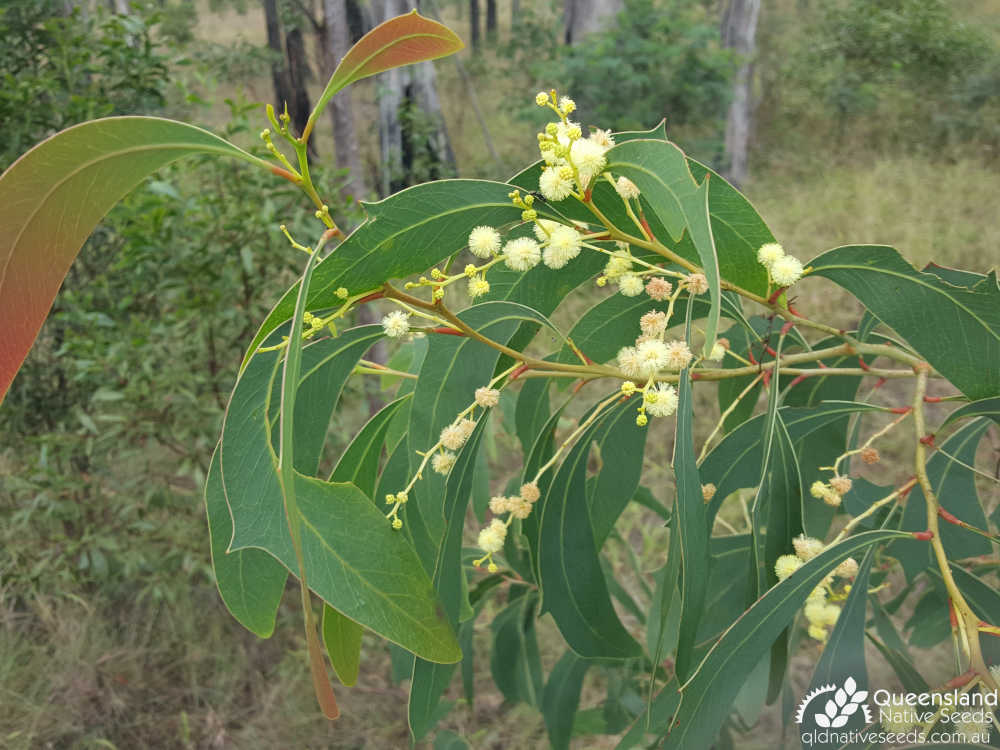 Acacia bancroftiorum | inflorescence, phyllodes | Queensland Native Seeds