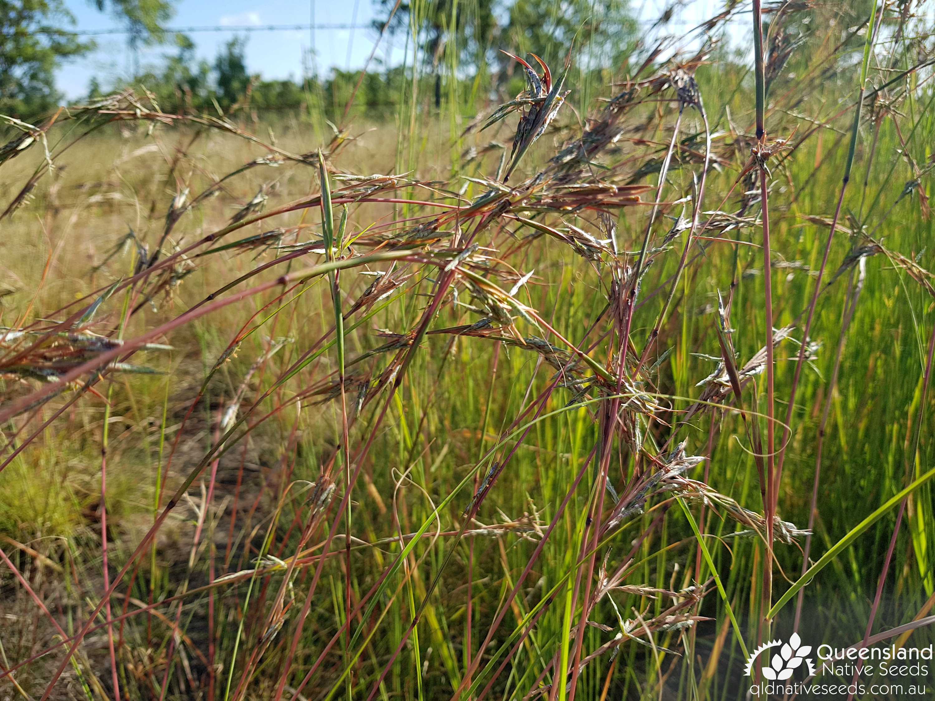 Cymbopogon refractus "Barbed Wire Grass" Plant Profiles Queensland