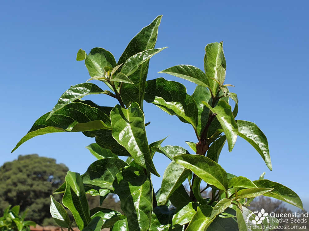 Clerodendrum floribundum | leaves, apical buds | Queensland Native Seeds