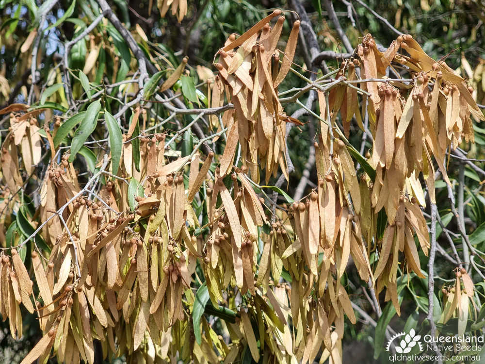 Ventilago viminalis | fruit | Queensland Native Seeds