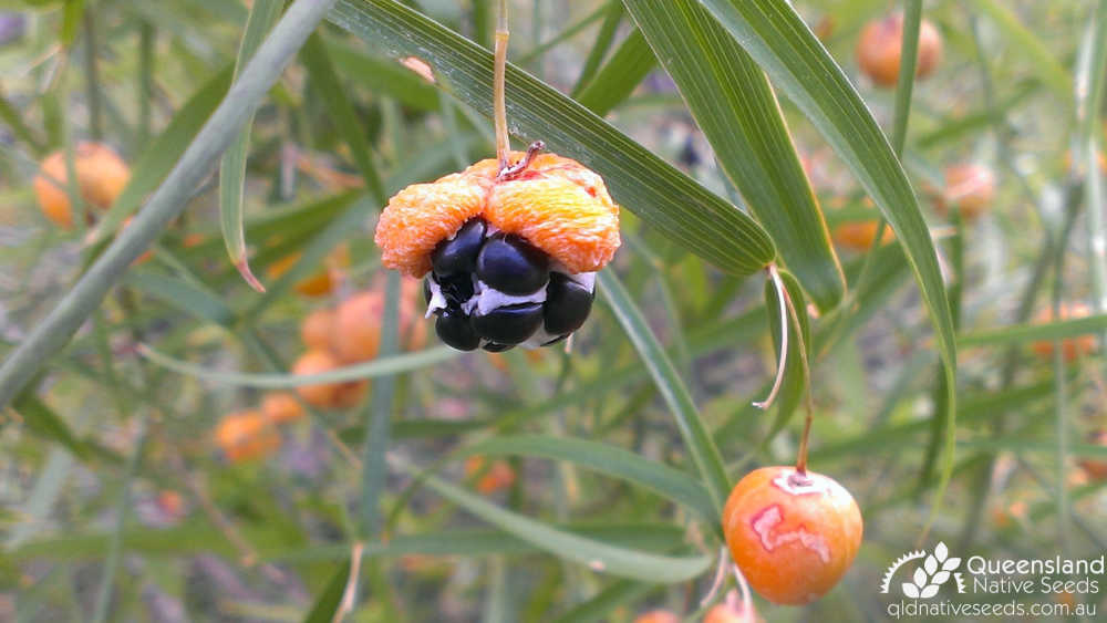 Eustrephus latifolius | fruit, seed | Queensland Native Seeds