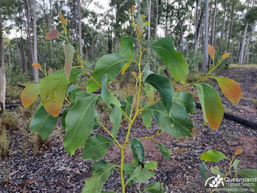 Acacia bancroftiorum | juvenile plant on shallow sandstone derived soils near Kingaroy | Queensland Native Seeds