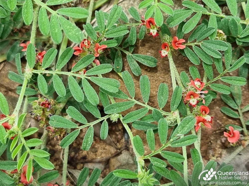 Indigofera linnaei | leaves, inflorescence | Queensland Native Seeds