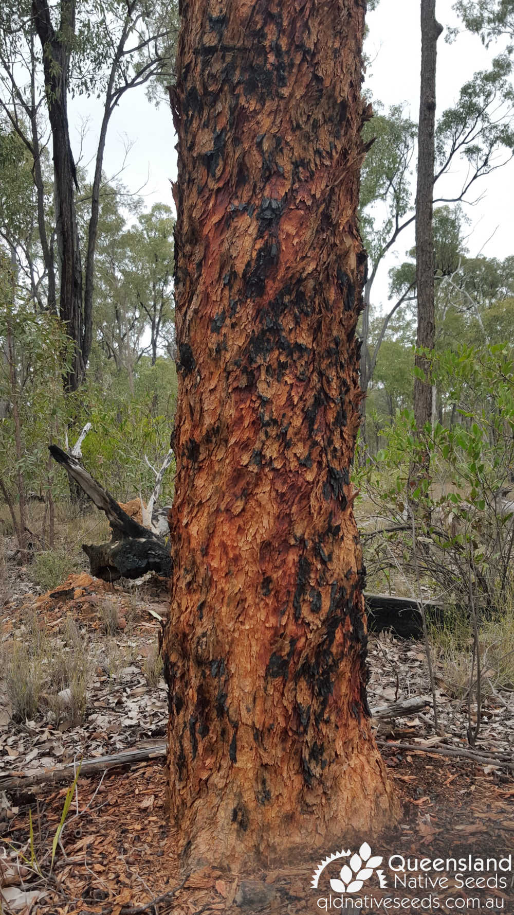 Corymbia watsoniana subsp. watsoniana | trunk, bark | Queensland Native Seeds