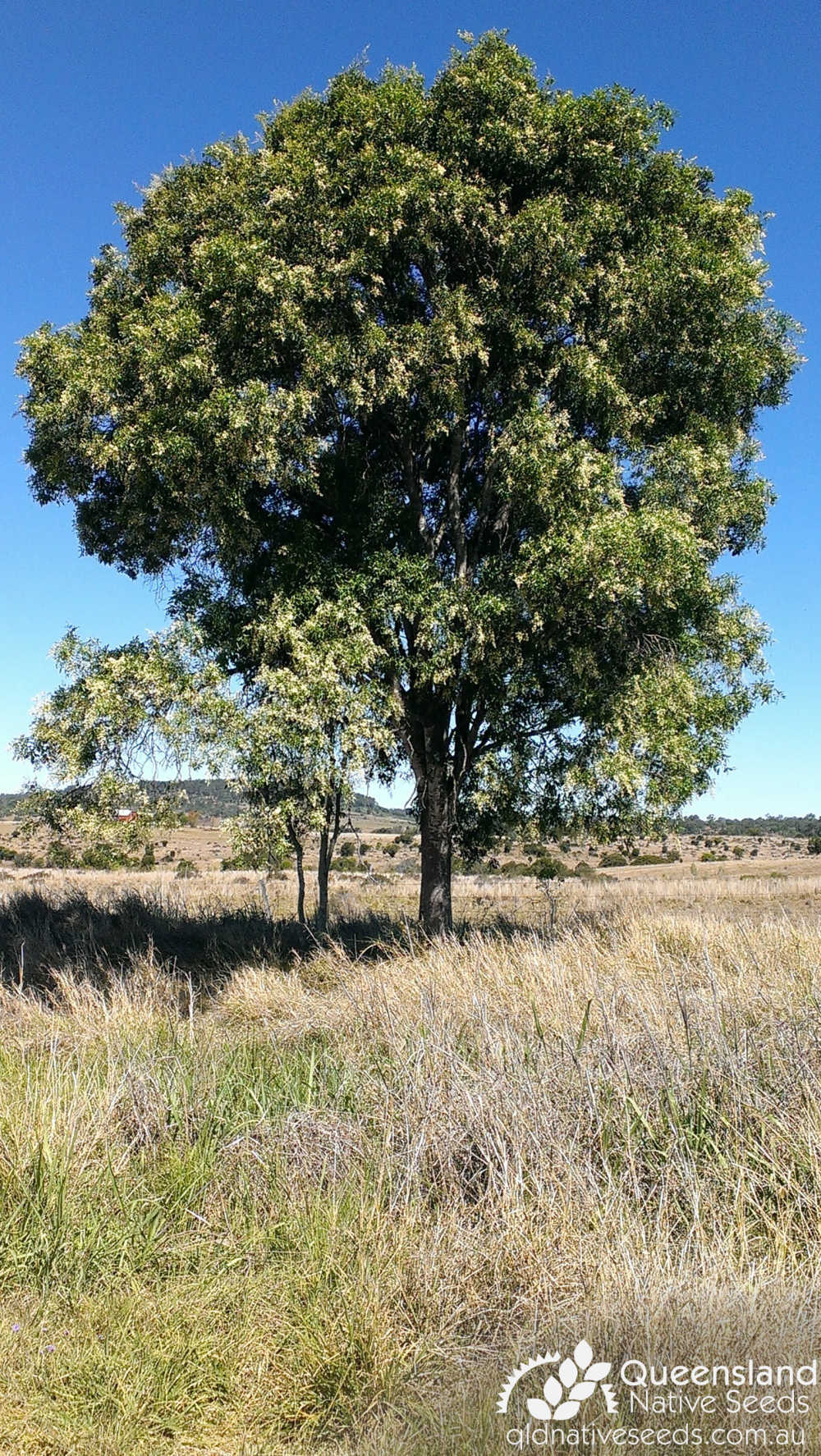 Atalaya salicifolia | habit | Queensland Native Seeds