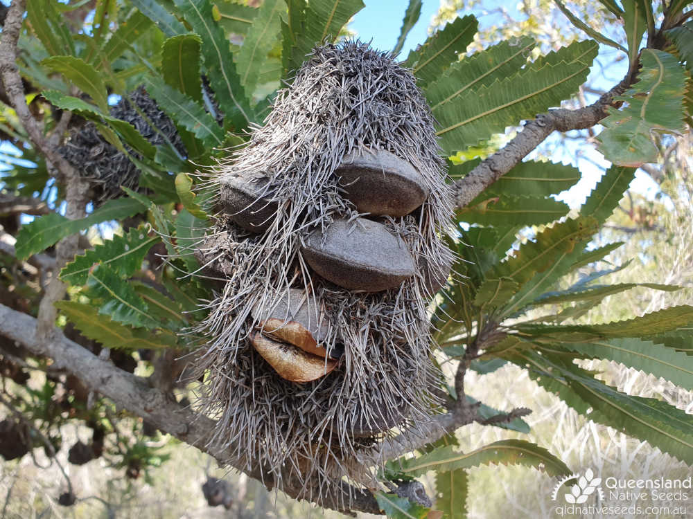 Banksia aemula | fruit | Queensland Native Seeds