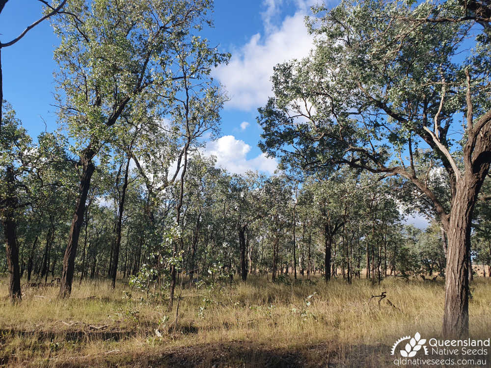 Eucalyptus melanophloia | habitat | Queensland Native Seeds