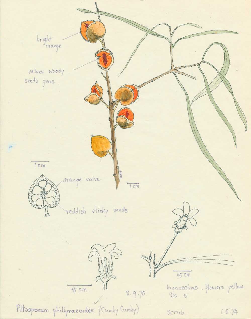 Pittosporum angustifolium | depiction by Sylvia Seiler, Killara, West Boondooma, Qld  | Queensland Native Seeds
