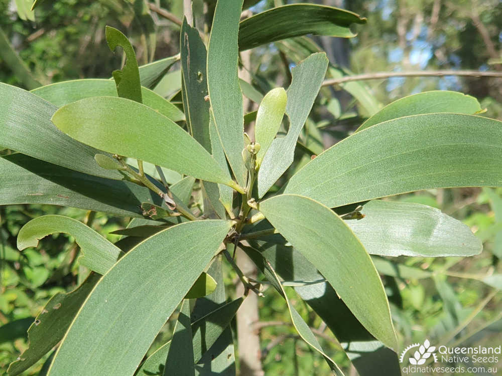 Acacia disparrima subsp. disparrima | juvenile phyllodes | Queensland Native Seeds