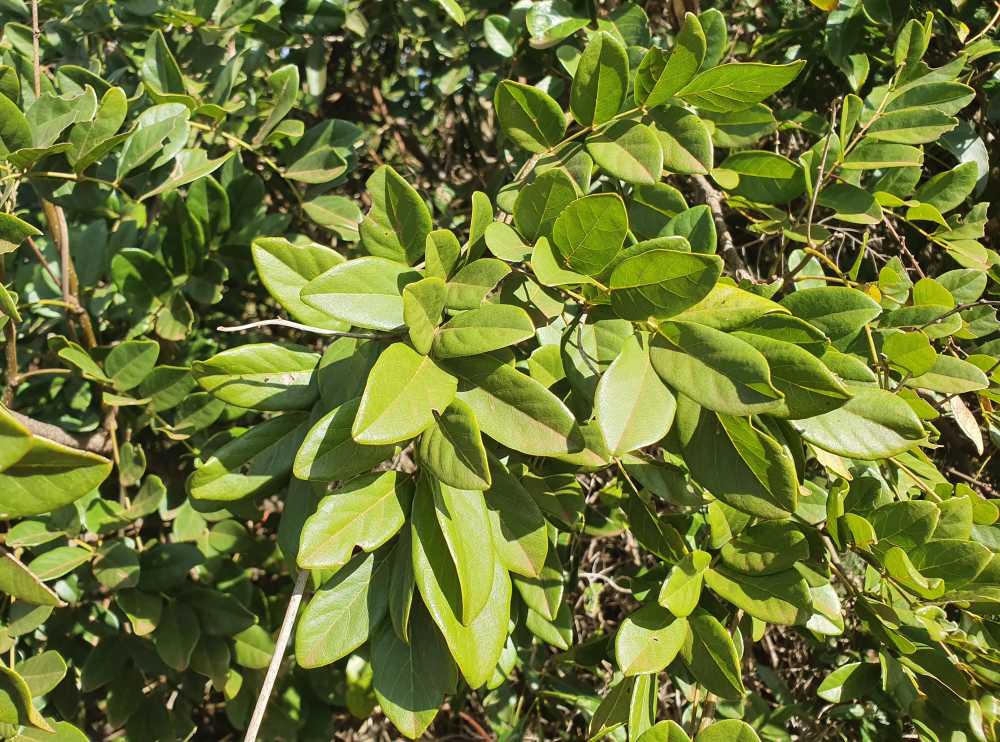 Derris involuta | leaves | Queensland Native Seeds