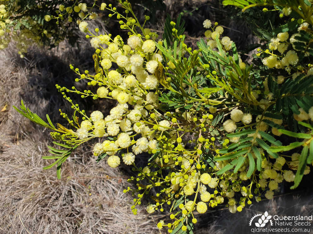 Acacia irrorata subsp. irrorata | leaves, inflorescence | Queensland Native Seeds