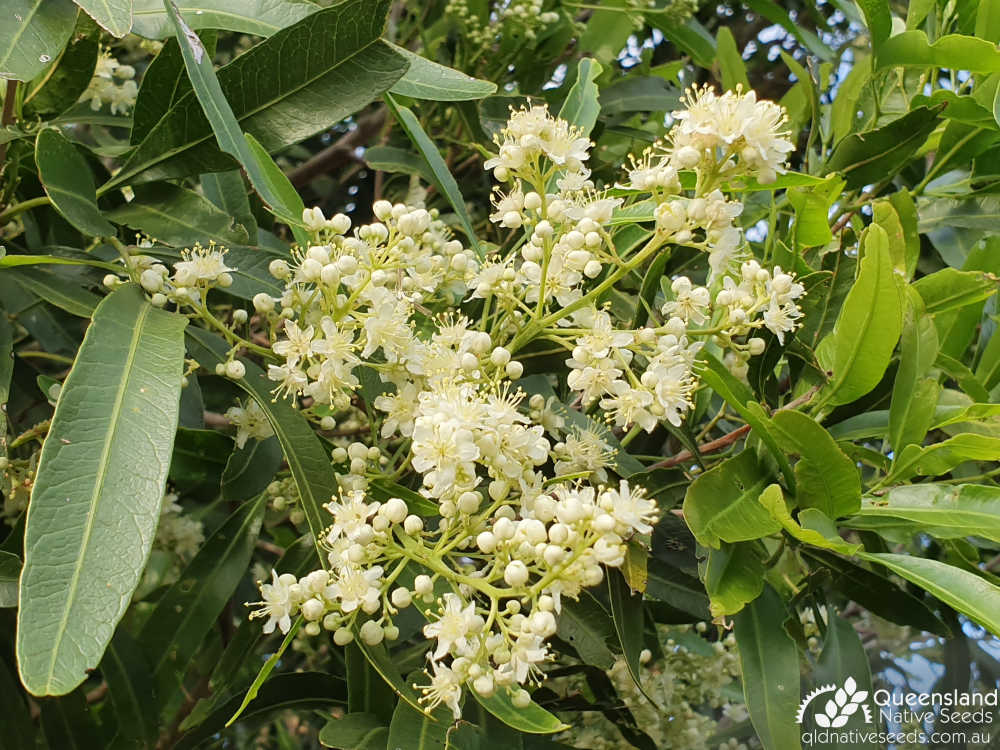 Atalaya salicifolia | inflorescence | Queensland Native Seeds