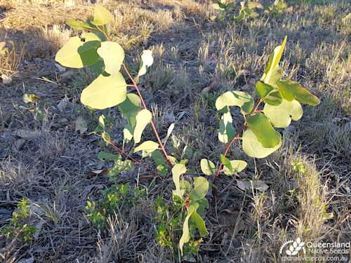 Eucalyptus platyphylla "White Gum" - Plant Profiles - Queensland Native ...