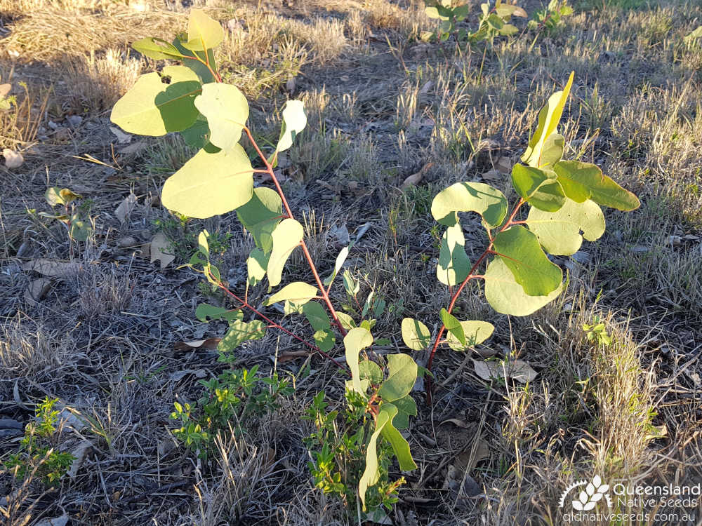 Eucalyptus platyphylla | juvenile | Queensland Native Seeds