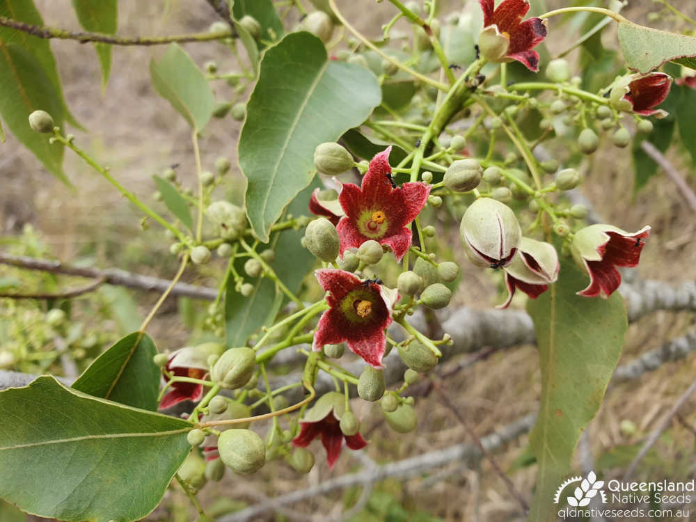 Brachychiton populneus | bud, inflorescence | Queensland Native Seeds