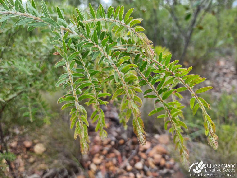 Acacia leichhardtii | phyllodes | Queensland Native Seeds