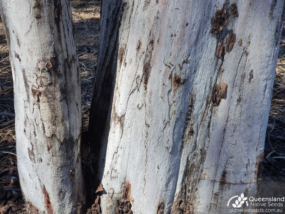 Eucalyptus thozetiana | bark | Queensland Native Seeds