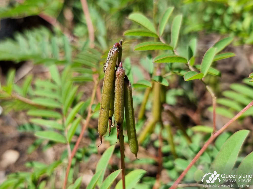 Indigofera pratensis |  fruit | Queensland Native Seeds