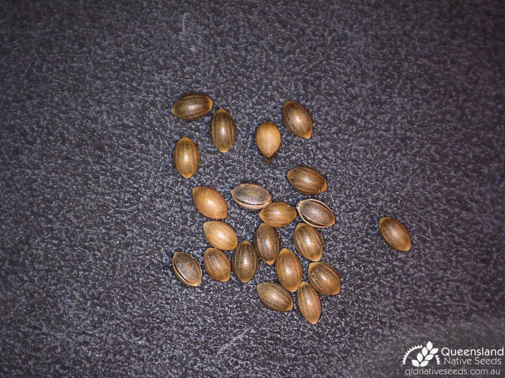 Panicum effusum var. effusum | seed | Queensland Native Seeds