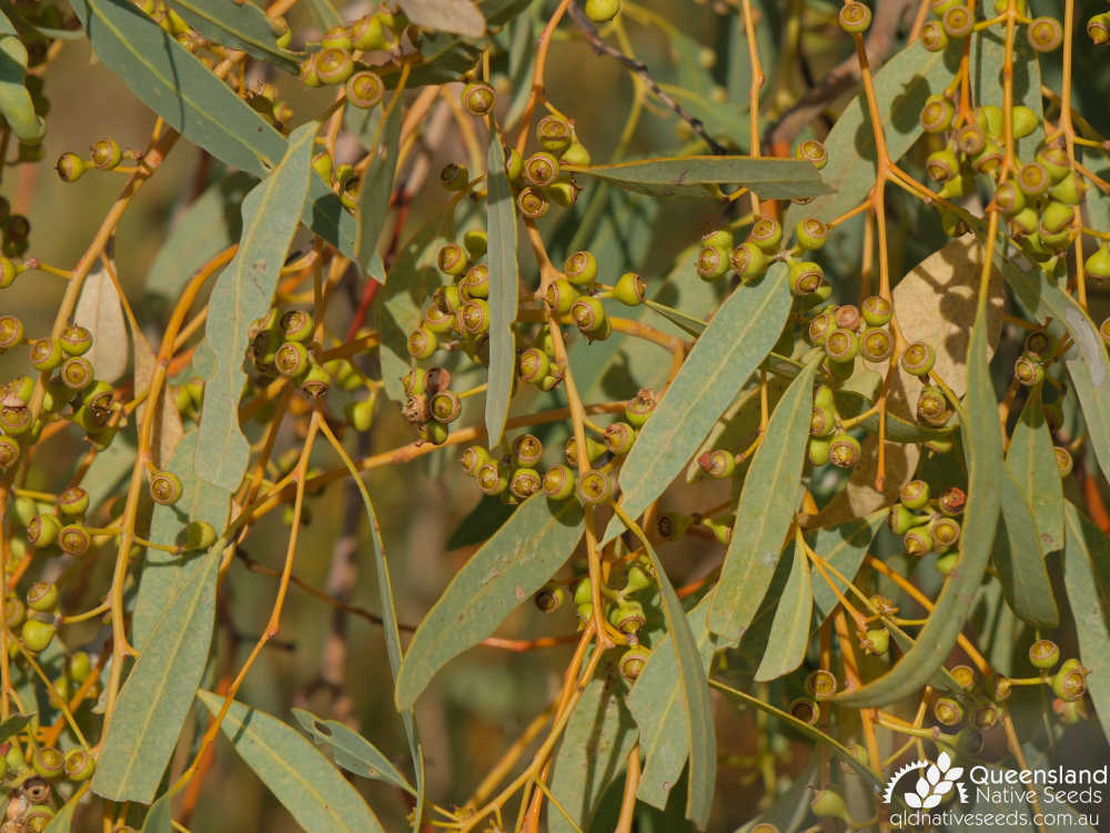 Eucalyptus leucophloia subsp. euroa | fruit, leaves | Queensland Native Seeds