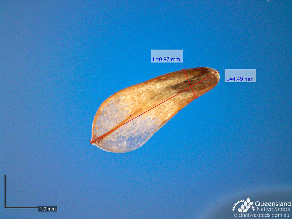 Casuarina glauca | microscope | Queensland Native Seeds