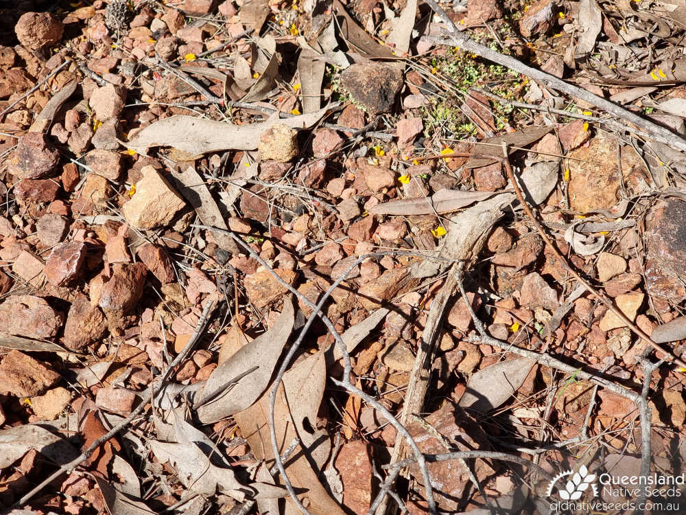 Hovea planifolia | Edaphic site example (gravel with little soil development) | Queensland Native Seeds