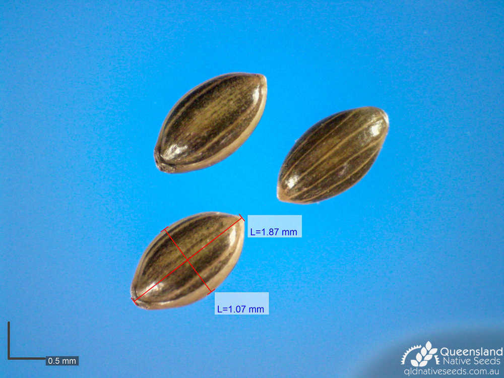 Panicum decompositum | microscope | Queensland Native Seeds