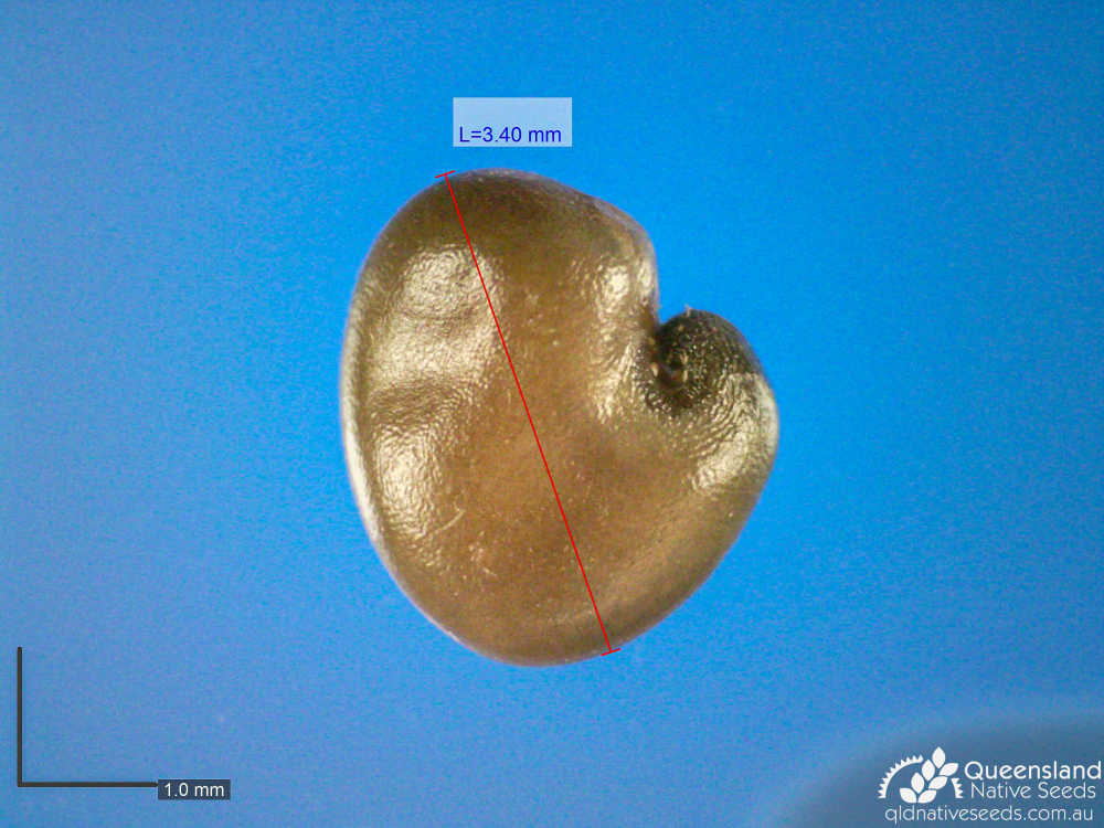 Crotalaria mitchellii subsp. mitchellii | microscope | Queensland Native Seeds