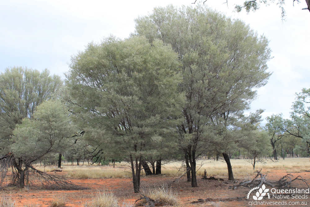 Acacia aneura | habit | Queensland Native Seeds