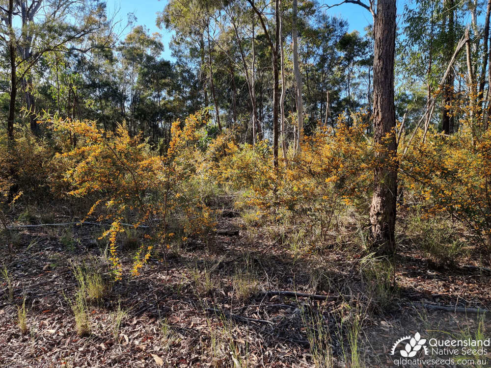 Podolobium ilicifolium | habit, habitat | Queensland Native Seeds