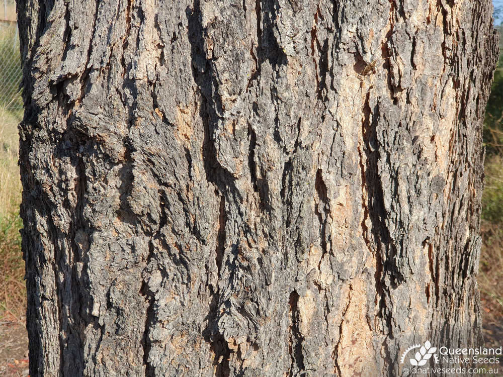 Eucalyptus cloeziana | bark | Queensland Native Seeds