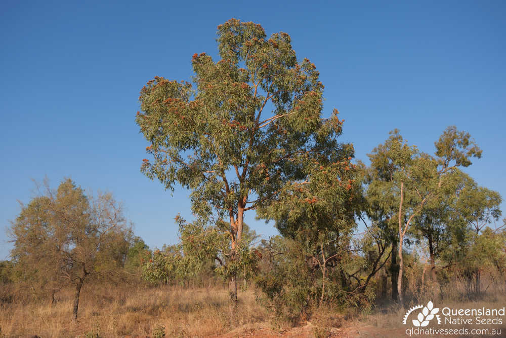 Corymbia terminalis | habit | Queensland Native Seeds