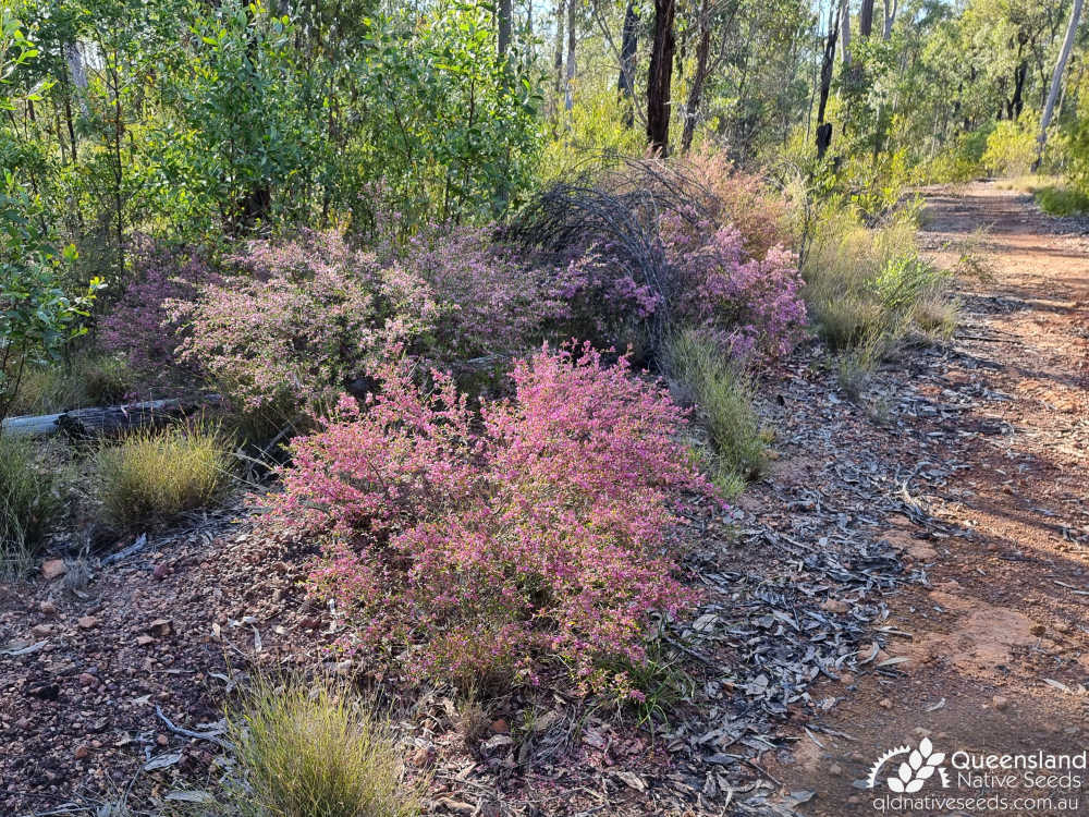 Boronia glabra | habit, habitat | Queensland Native Seeds